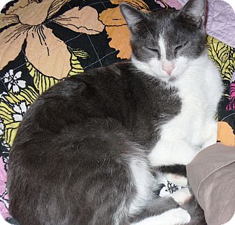 American Shorthair Cat for Sale in San Antonio, Texas - Harold American Shorthair Cat for Sale in San Antonio, Texas - Harold