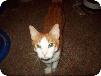 Domestic Shorthair Cat for Sale in Orlando, Florida - Tigger Domestic Shorthair Cat for Sale in Orlando, Florida - Tigger