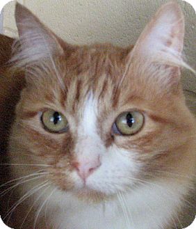Domestic Longhair Cat for Sale in Chula Vista, California - Grayson Domestic Longhair Cat for Sale in Chula Vista, California - Grayson