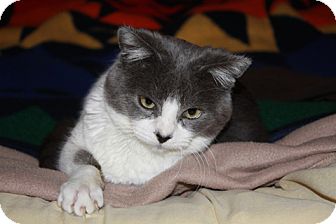 Domestic Shorthair Kitten for Sale in San Luis Obispo, California - Benjamin Domestic Shorthair Kitten for Sale in San Luis Obispo, California - Benjamin