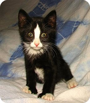 Domestic Shorthair Kitten for Sale in Oxford, New York - Antonio Domestic Shorthair Kitten for Sale in Oxford, New York - Antonio