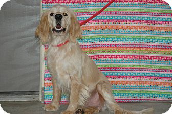 Cocker Spaniel Dog for Sale in san antonio, Texas - Fraggle Cocker Spaniel Dog for Sale in san antonio, Texas - Fraggle