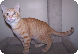Domestic Shorthair Kitten for Sale in Colorado Springs, Colorado - K-Sophie-Hoboken Domestic Shorthair Kitten for Sale in Colorado Springs, Colorado - K-Sophie-Hoboken