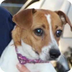 Jack Russell Terrier Mix Dog for Sale in Marlton, New Jersey - Georgia Jack Russell Terrier Mix Dog for Sale in Marlton, New Jersey - Georgia