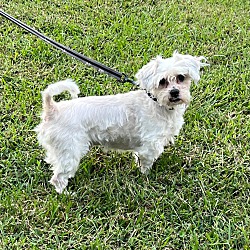 Raleigh NC Maltese Shih Tzu Meet RONNIE A Pet For Adoption