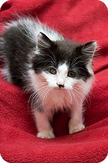 Domestic Longhair Kitten for Sale in Chicago, Illinois - Butterball Domestic Longhair Kitten for Sale in Chicago, Illinois - Butterball