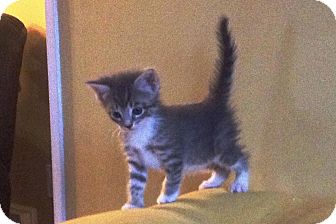 Domestic Shorthair Kitten for Sale in Oceanside, New York - Ranger Domestic Shorthair Kitten for Sale in Oceanside, New York - Ranger
