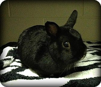 Netherland Dwarf Mix for Sale in Williston, Florida - Moochi Netherland Dwarf Mix for Sale in Williston, Florida - Moochi