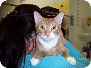 Domestic Shorthair Cat for Sale in Oceanside, New York - Misty Domestic Shorthair Cat for Sale in Oceanside, New York - Misty