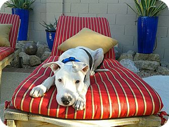 Labrador Retriever/American Staffordshire Terrier Mix Dog for Sale in Scottsdale, Arizona - Alexander Labrador Retriever/American Staffordshire Terrier Mix Dog for Sale in Scottsdale, Arizona - Alexander