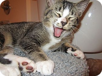 Domestic Shorthair Kitten for Sale in Bunnell, Florida - Razor Domestic Shorthair Kitten for Sale in Bunnell, Florida - Razor