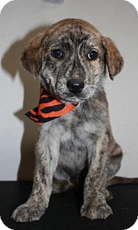 Plott Hound/Labrador Retriever Mix Puppy for Sale in Stilwell, Oklahoma - Jeff Plott Hound/Labrador Retriever Mix Puppy for Sale in Stilwell, Oklahoma - Jeff