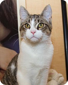 Domestic Shorthair Kitten for Sale in Irvine, California - Martin Domestic Shorthair Kitten for Sale in Irvine, California - Martin