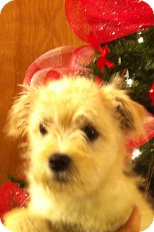 Schnauzer (Miniature)/Fox Terrier (Wirehaired) Mix Puppy for Sale in Manchester, Connecticut - Abbie - ADOPTION PENDING Schnauzer (Miniature)/Fox Terrier (Wirehaired) Mix Puppy for Sale in Manchester, Connecticut - Abbie - ADOPTION PENDING