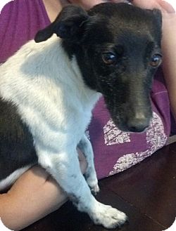 Jack Russell Terrier Mix Dog for Sale in San Diego, California - Angie URGENT Jack Russell Terrier Mix Dog for Sale in San Diego, California - Angie URGENT