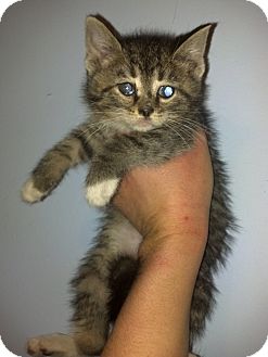 Domestic Mediumhair Kitten for Sale in Rising Sun, Indiana - Jason Domestic Mediumhair Kitten for Sale in Rising Sun, Indiana - Jason