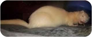 Ferret for Sale in Spokane Valley, Washington - Loki Ferret for Sale in Spokane Valley, Washington - Loki