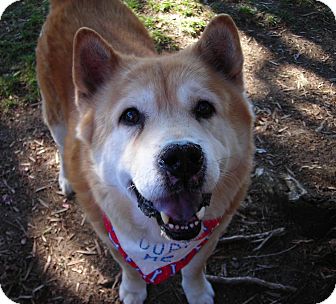 Chow Chow/Husky Mix Dog for Sale in El Cajon, California - Bruce Chow Chow/Husky Mix Dog for Sale in El Cajon, California - Bruce