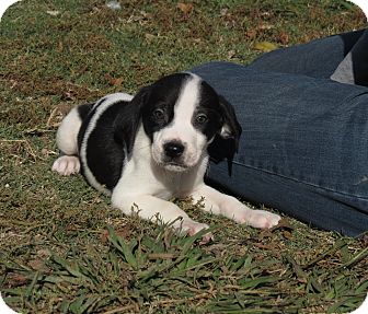Weimaraner/English Springer Spaniel Mix Puppy for Sale in Glastonbury, Connecticut - Rudolph~adopted~ Weimaraner/English Springer Spaniel Mix Puppy for Sale in Glastonbury, Connecticut - Rudolph~adopted~