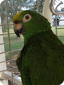 Amazon for Sale in Punta Gorda, Florida - Padjo Amazon for Sale in Punta Gorda, Florida - Padjo