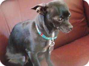 Chihuahua Mix Dog for Sale in San Diego, California - Sookie Chihuahua Mix Dog for Sale in San Diego, California - Sookie