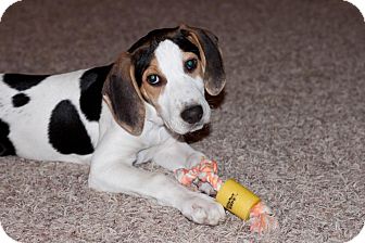 Treeing Walker Coonhound/English (Redtick) Coonhound Mix Puppy for Sale in Westland, Michigan - Forget-me-not Treeing Walker Coonhound/English (Redtick) Coonhound Mix Puppy for Sale in Westland, Michigan - Forget-me-not