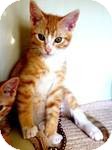 Domestic Shorthair Kitten for Sale in Red Bluff, California - Magic Domestic Shorthair Kitten for Sale in Red Bluff, California - Magic