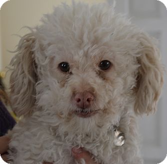 Poodle (Miniature) Mix Dog for Sale in Simi Valley, California - Griffin Poodle (Miniature) Mix Dog for Sale in Simi Valley, California - Griffin