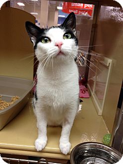 Domestic Shorthair Cat for Sale in Farmingdale, New York - Citrine Domestic Shorthair Cat for Sale in Farmingdale, New York - Citrine