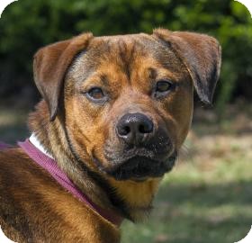 American Pit Bull Terrier Mix Dog for Sale in Gainesville, Florida - Dozer American Pit Bull Terrier Mix Dog for Sale in Gainesville, Florida - Dozer