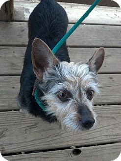 Yorkie, Yorkshire Terrier/Cairn Terrier Mix Dog for Sale in Rising Sun, Indiana - Jinxy - VERSAILLES, IN Yorkie, Yorkshire Terrier/Cairn Terrier Mix Dog for Sale in Rising Sun, Indiana - Jinxy - VERSAILLES, IN