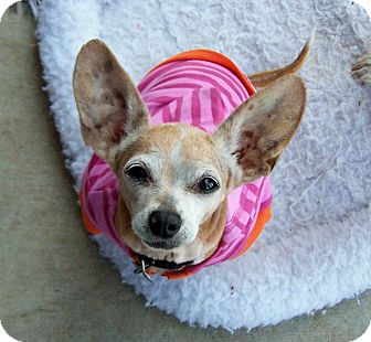 Chihuahua Mix Dog for Sale in Greensboro, Georgia - Polly Chihuahua Mix Dog for Sale in Greensboro, Georgia - Polly