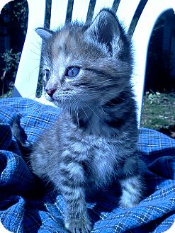 Domestic Shorthair Kitten for Sale in Columbus, Ohio - Tabitha Bottle Baby Domestic Shorthair Kitten for Sale in Columbus, Ohio - Tabitha Bottle Baby