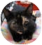 Domestic Shorthair Cat for Sale in Harrisburg, North Carolina - Nutmeg Domestic Shorthair Cat for Sale in Harrisburg, North Carolina - Nutmeg