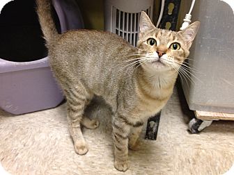 Abyssinian Cat for Sale in Fort Lauderdale, Florida - Simone Abyssinian Cat for Sale in Fort Lauderdale, Florida - Simone