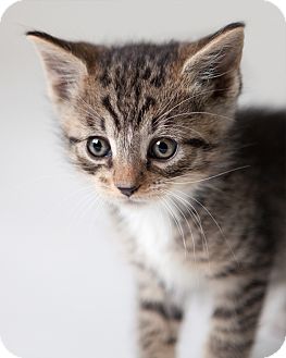Domestic Shorthair Kitten for Sale in Rockaway, New Jersey - Binks Domestic Shorthair Kitten for Sale in Rockaway, New Jersey - Binks