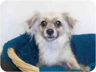 Chihuahua Mix Dog for Sale in Studio City, California - Belle Chihuahua Mix Dog for Sale in Studio City, California - Belle