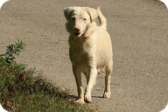 Retriever (Unknown Type) Mix Dog for Sale in Danbury, Connecticut - Rawnie LOVES KIDS Retriever (Unknown Type) Mix Dog for Sale in Danbury, Connecticut - Rawnie LOVES KIDS