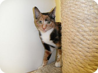 Domestic Shorthair Cat for Sale in Milwaukee, Wisconsin - Jazlyn Domestic Shorthair Cat for Sale in Milwaukee, Wisconsin - Jazlyn