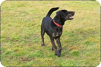 Hound (Unknown Type)/Labrador Retriever Mix Dog for Sale in Brookville, Indiana - Anderson Hound (Unknown Type)/Labrador Retriever Mix Dog for Sale in Brookville, Indiana - Anderson