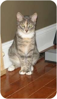 Domestic Shorthair Cat for Sale in Barnegat, New Jersey - Penny Domestic Shorthair Cat for Sale in Barnegat, New Jersey - Penny