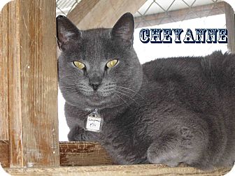 American Shorthair Cat for Sale in Hamilton, Montana - cheyanne American Shorthair Cat for Sale in Hamilton, Montana - cheyanne