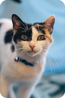 Domestic Shorthair Cat for Sale in Troy, Michigan - Dorothy Domestic Shorthair Cat for Sale in Troy, Michigan - Dorothy