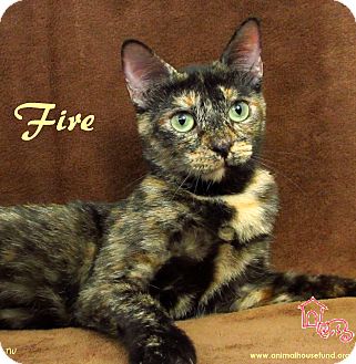 Domestic Shorthair Cat for Sale in St Louis, Missouri - Fire Domestic Shorthair Cat for Sale in St Louis, Missouri - Fire