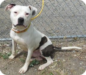 American Pit Bull Terrier Mix Dog for Sale in Gary, Indiana - Melton American Pit Bull Terrier Mix Dog for Sale in Gary, Indiana - Melton