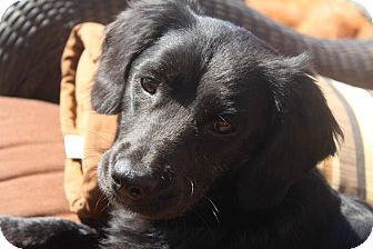 Cocker Spaniel Mix Dog for Sale in San Diego, California - Angelita Cocker Spaniel Mix Dog for Sale in San Diego, California - Angelita