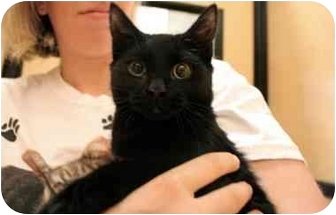 Bombay Cat for Sale in Orlando, Florida - Deegan Bombay Cat for Sale in Orlando, Florida - Deegan