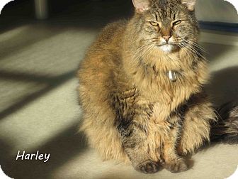 Domestic Mediumhair Cat for Sale in Hamilton, Montana - harley Domestic Mediumhair Cat for Sale in Hamilton, Montana - harley