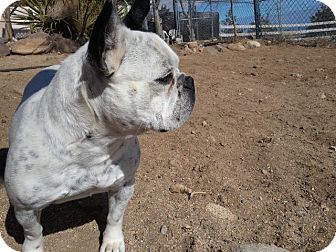 French Bulldog Dog for Sale in Lucerne Valley, California - Birdie French Bulldog Dog for Sale in Lucerne Valley, California - Birdie