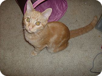 Domestic Shorthair Kitten for Sale in Scottsdale, Arizona - Fred- courtesy post Domestic Shorthair Kitten for Sale in Scottsdale, Arizona - Fred- courtesy post